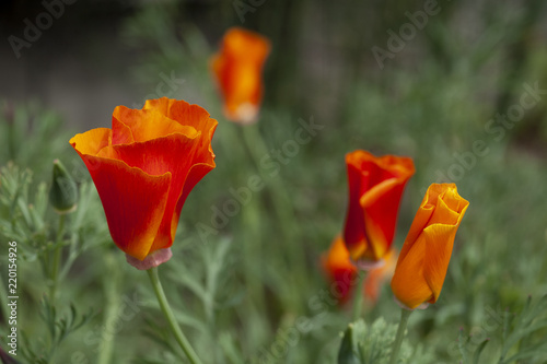 Wild  bright orange poppies grow as the California state flower.