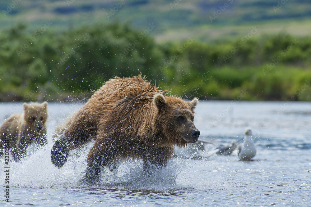 Fototapeta premium mother brown bear chasing salmon for food for her cubs
