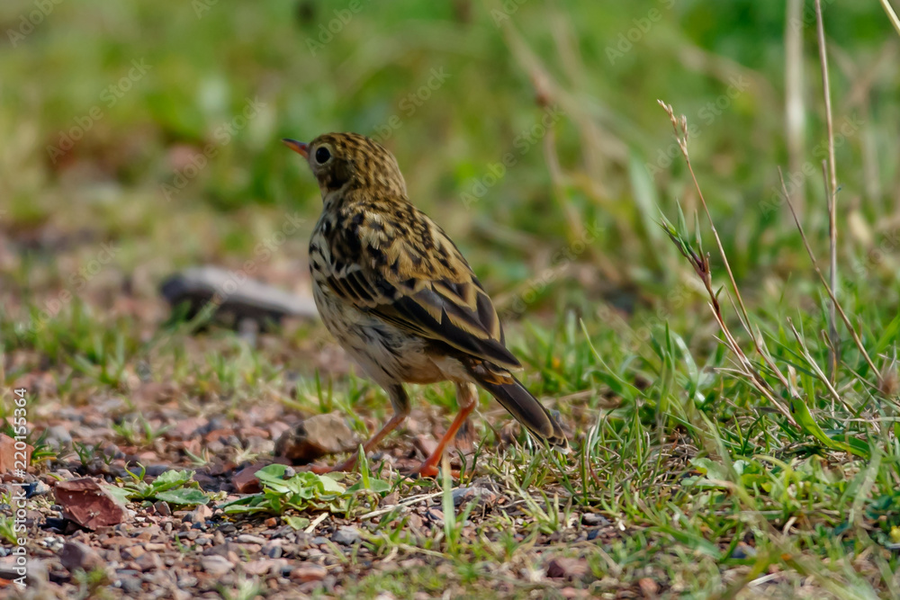 Meadow Pipit (Anthus pratensis) on the ground Meadow Pipit (Anthus pratensis) on the ground