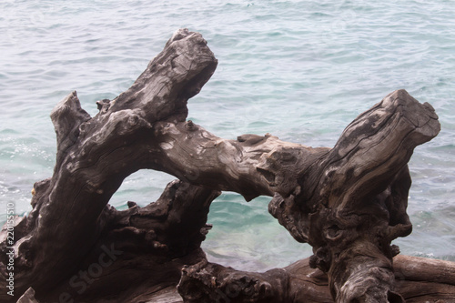 загадочная коряга в виде маски на берегу моря © eevlada