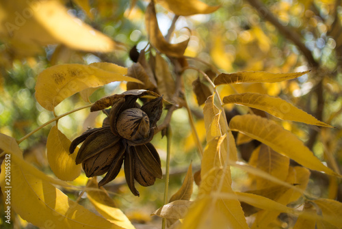 Pecan cluster with braches of autumn pecan leaves
