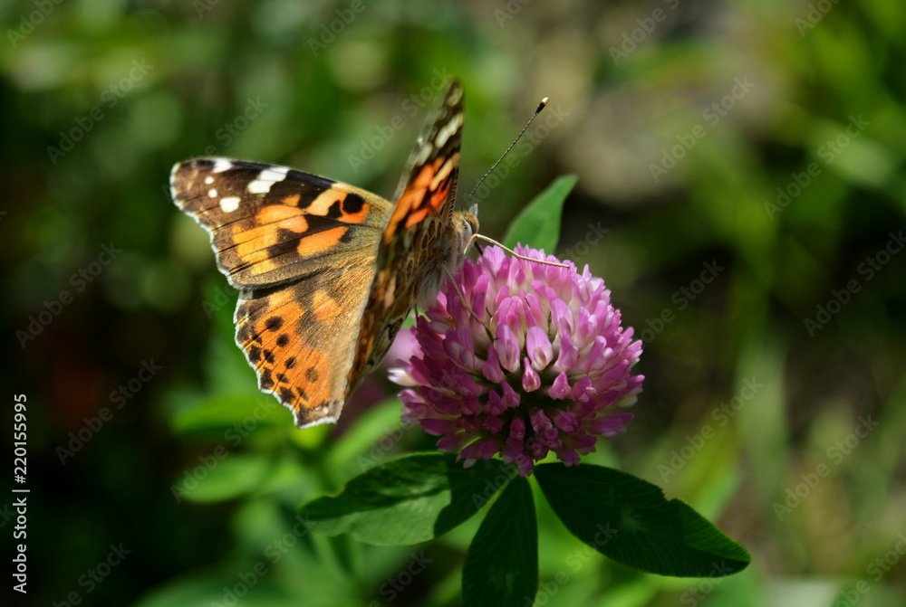 Butterfly Vanessa Cardui on red flower clover Butterfly Vanessa Cardui on red flower clover