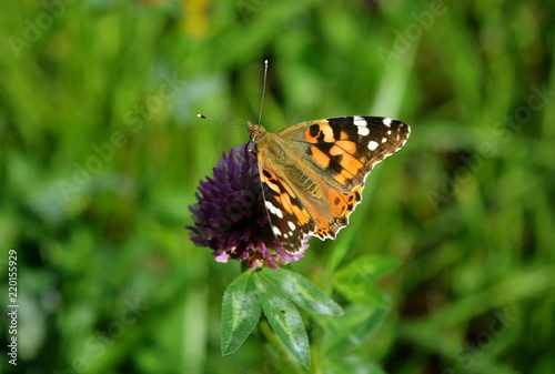 Butterfly eating nectar on clover flower on blurred green background