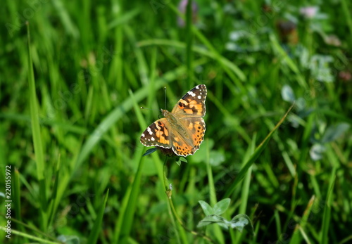 Orange butterfly sitting on a flower on a grass background © coolpay