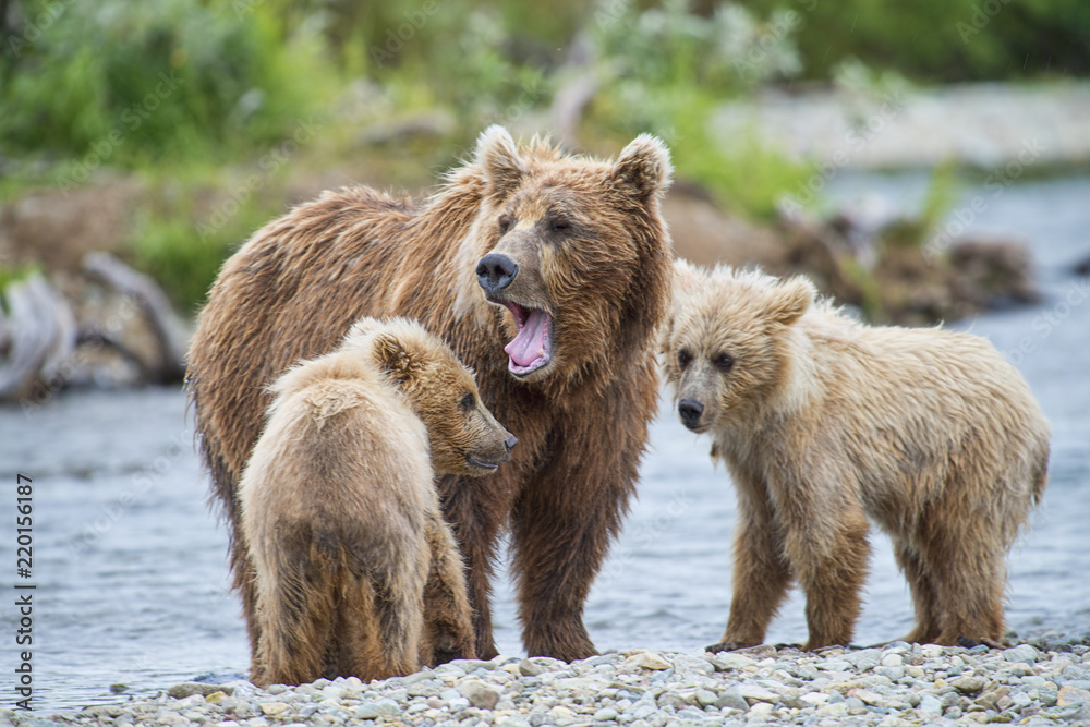 Fototapeta premium mother brwon bear yawning with two cubs