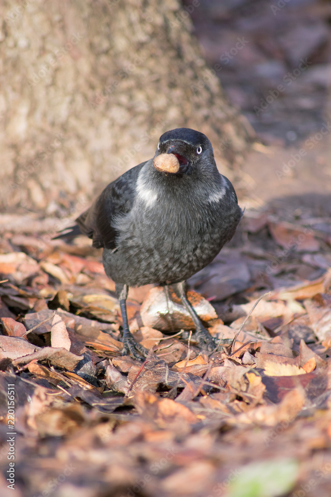 Obraz premium bird found a nut