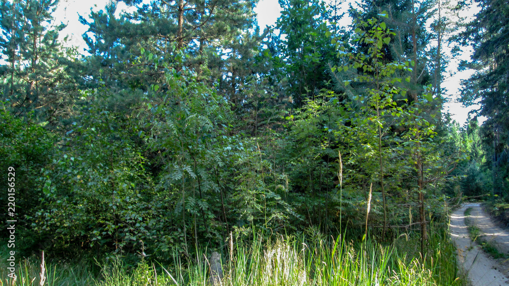 Obraz premium Summer forest and road