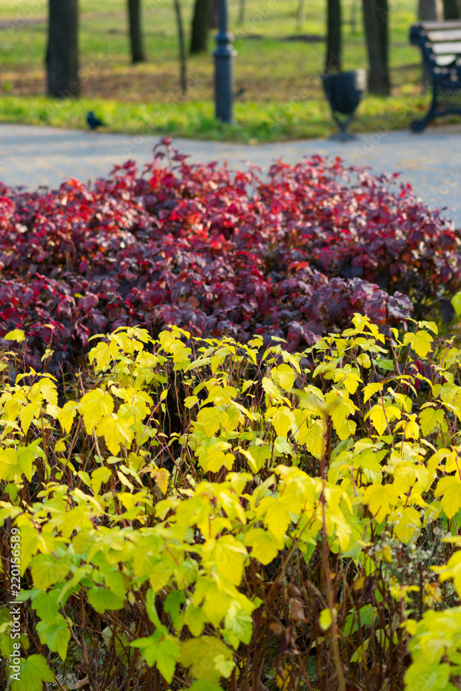 Fototapeta premium red and yellow bushes in the park