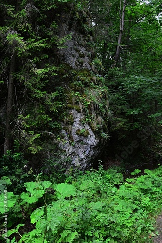 Rock massive above forest water stream with overgrowing vegetation on it. Location near Kamenica village  Presov district  eastern Slovakia