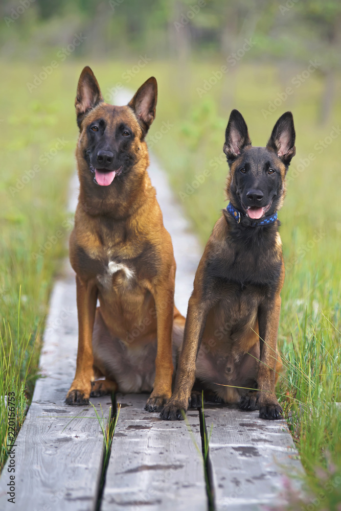Two obedient Belgian Shepherd Malinois dogs (puppy and adult) sitting outdoors on a wooden bog trail in summer Two obedient Belgian Shepherd Malinois dogs (puppy and adult) sitting outdoors on a wooden bog trail in summer