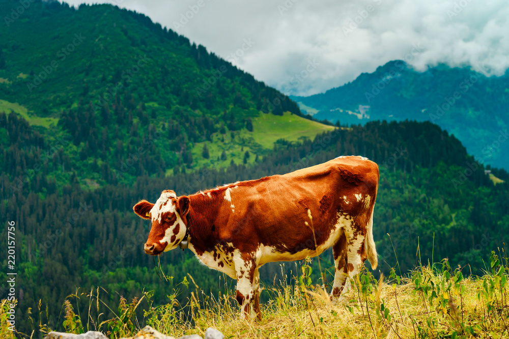 Brown rusty cow on a pasture in Alps mountains