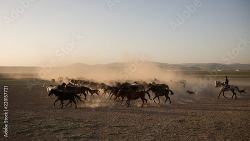 wild horse herds running in the reed, kayseri, turkey © meraleguz