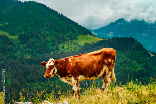 Brown rusty cow on a pasture in Alps mountains