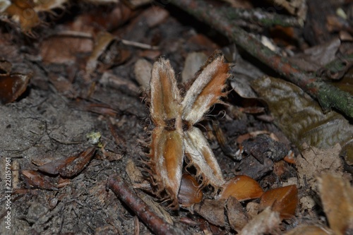 Closeup photograph of an empty beechnut husk on the ground in a forest.
