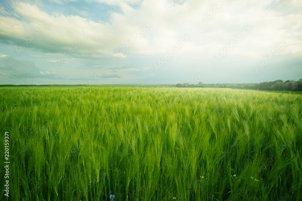 Green meadow under blue sky with clouds