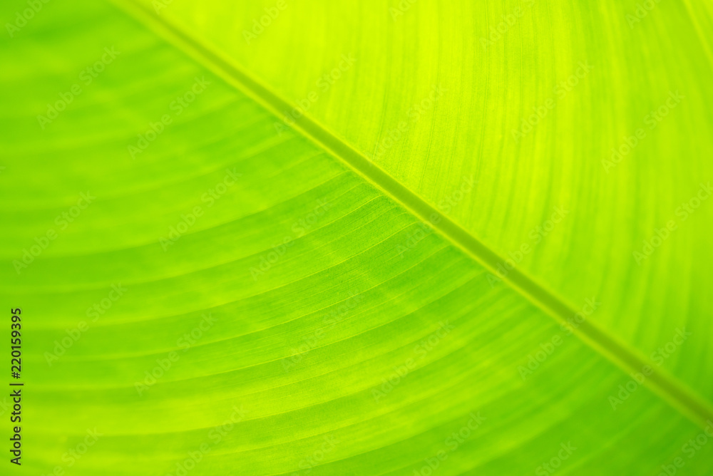 Banana leaf closeup for background. Selective focus. Banana leaf closeup for background. Selective focus.