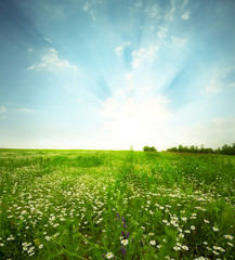 Green meadow under blue sky with clouds