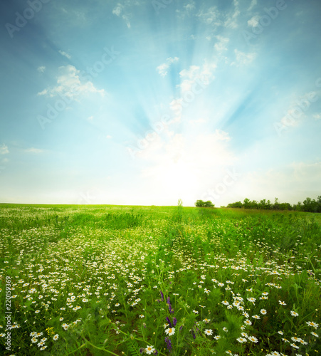 Fototapeta Naklejka Na Ścianę i Meble -  Green meadow under blue sky with clouds