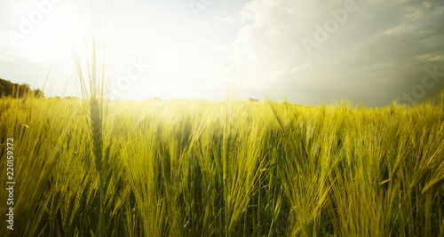 field of wheat