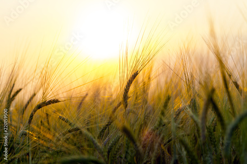 Wheat field on  setting sun