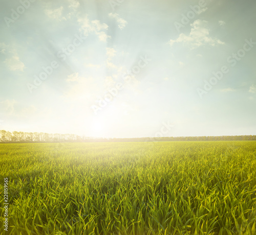 Green meadow under blue sky with clouds