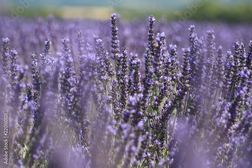 Fototapeta Naklejka Na Ścianę i Meble -  Close-up of growing violet lavender in French Provence 