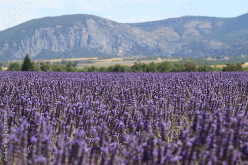 Fototapeta Naklejka Na Ścianę i Meble -  Close-up of growing violet lavender in French Provence 
