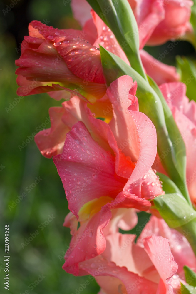 pink petals of gladiolus wet in dew after rain, closeup, macro. pink petals of gladiolus wet in dew after rain, closeup, macro.