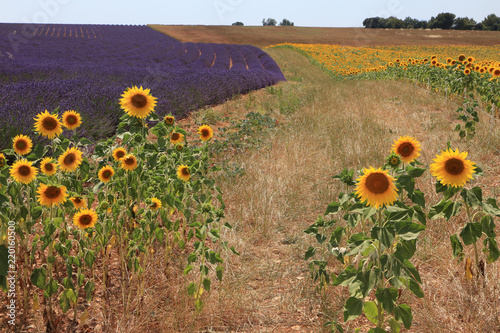 Fototapeta Naklejka Na Ścianę i Meble -  Sunflower field in French Provence with lavender in the background 