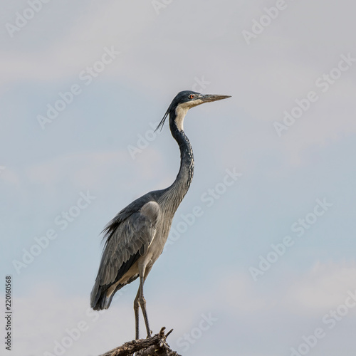 Black-headed Heron