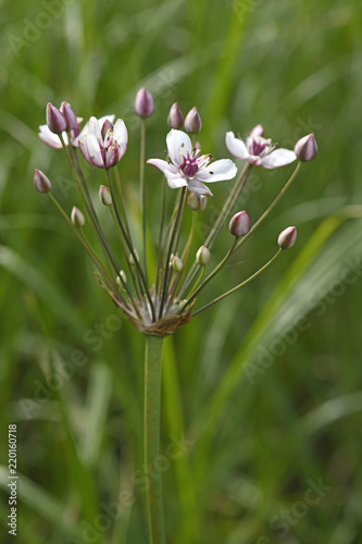 Blüte der Schwanenblume (Butomus umbellatus) - flowering rush 
