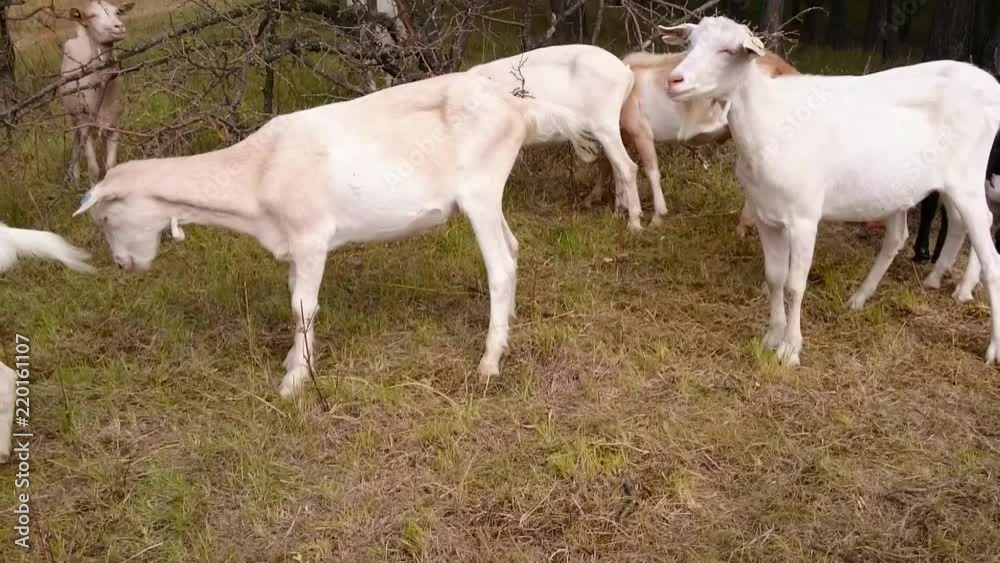 Herd of dairy goats on pasture. Eco farming in Czech Republic. Agriculture and sustainable development in European Union. Video with animal voices. Herd of dairy goats on pasture. Eco farming in Czech Republic. Agriculture and sustainable development in European Union. Video with animal voices.