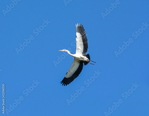 Foto Black-headed Heron