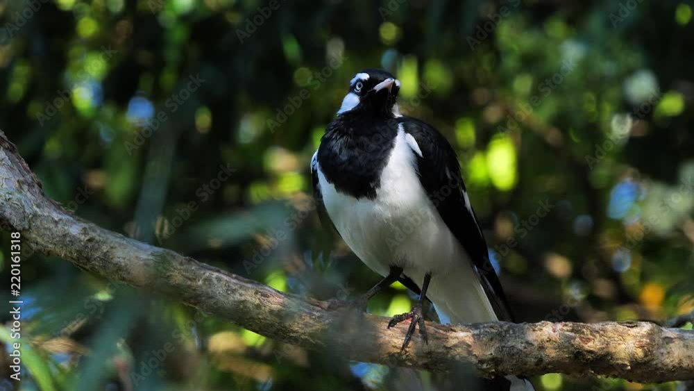 A Magpie Lark is perched on a branch near a pond in Australia. A Magpie Lark is perched on a branch near a pond in Australia.