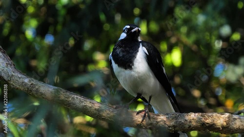 A Magpie Lark is perched on a branch near a pond in Australia. photo