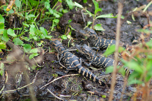 alligators