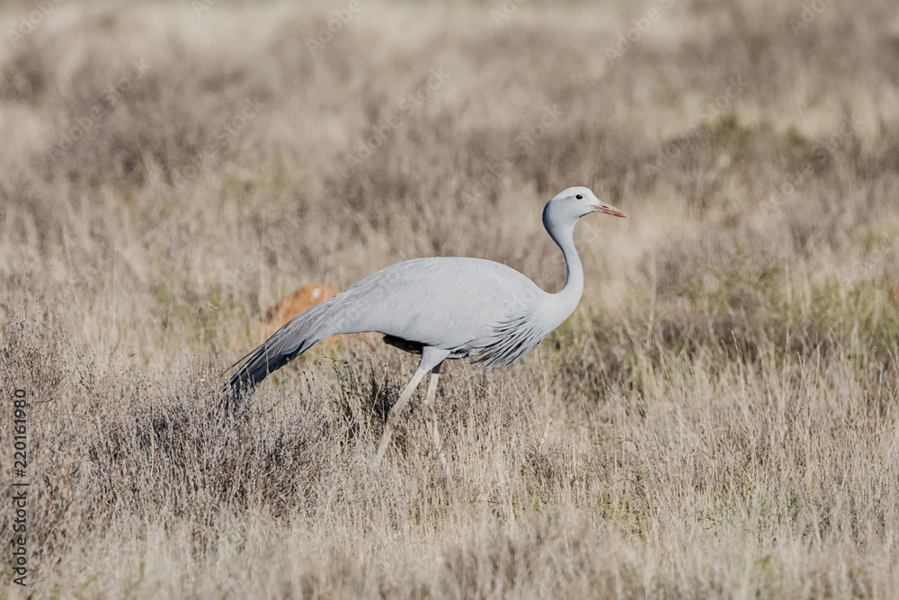 Blue Crane Blue Crane