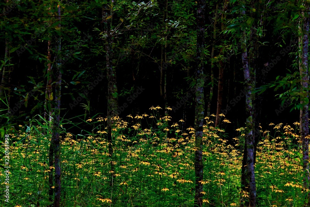 Obraz premium 黄色の花