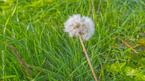 Dandelion in a humid meadow in the light of sunrise in summer
