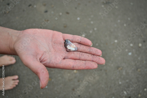 girl showing a snail shell on the shore of the beach
