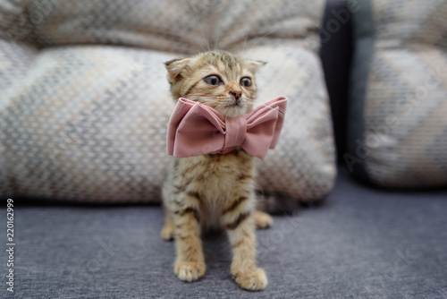 a small kitten is sitting on the couch in a bow tie ready for celebration © banzaygelo