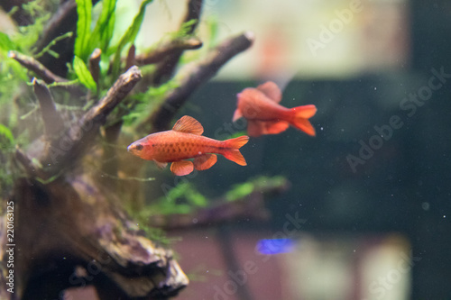 fish, aquarium, fish tank, plants,