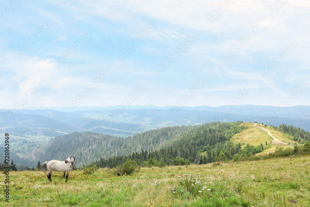 Fototapeta premium Beautiful horse and mountain forest on background