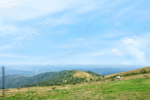 Picturesque landscape with mountain forest