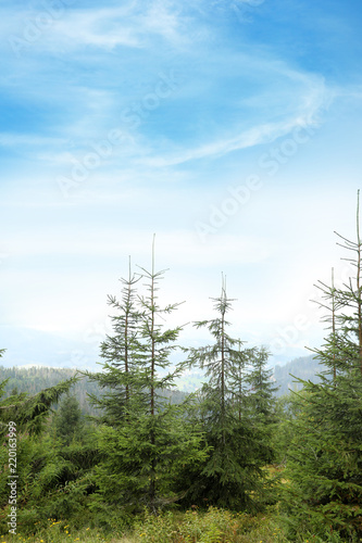 Picturesque landscape with beautiful green conifer forest © New Africa