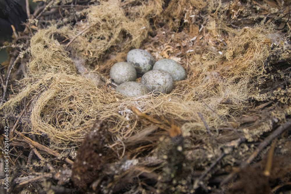 crow nest, crow eggs, nest, egg, bird, eggs, nature, easter, animal, brown, wildlife, moss, wild, natural, birds, close-up