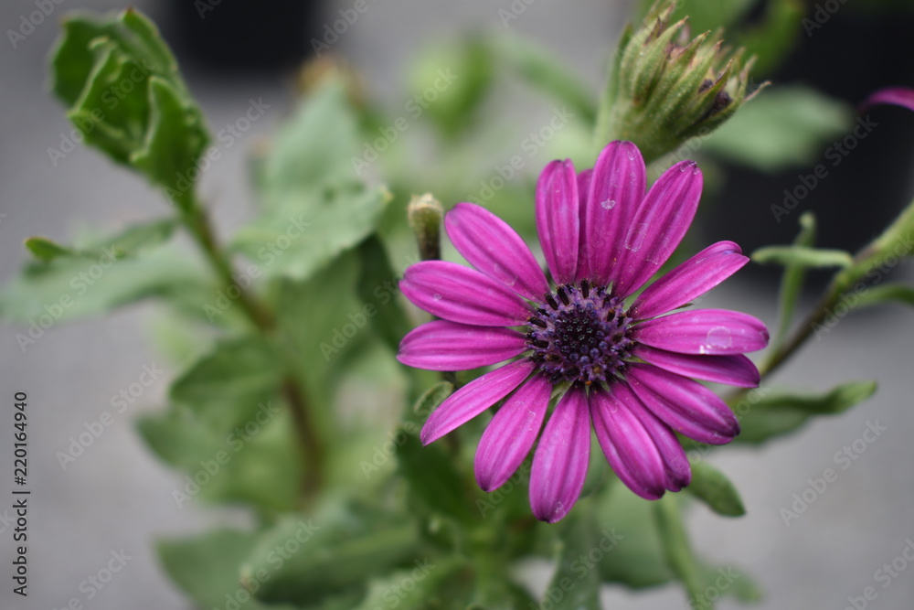 Obraz premium flor