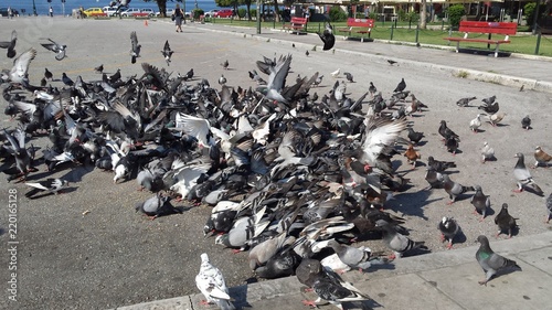 Tapety artystyczne Pigeons