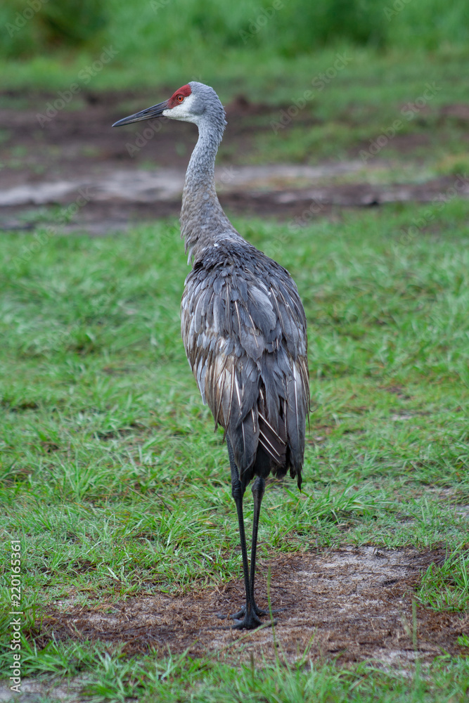 Sandhill crane