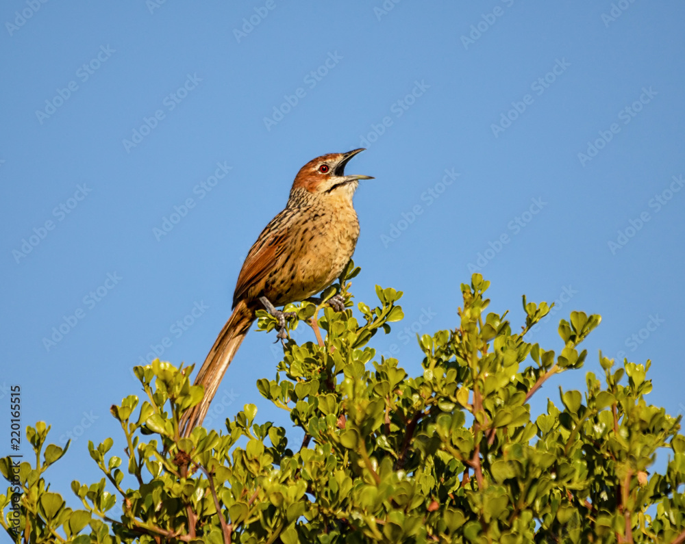 Cape Grassbird Cape Grassbird